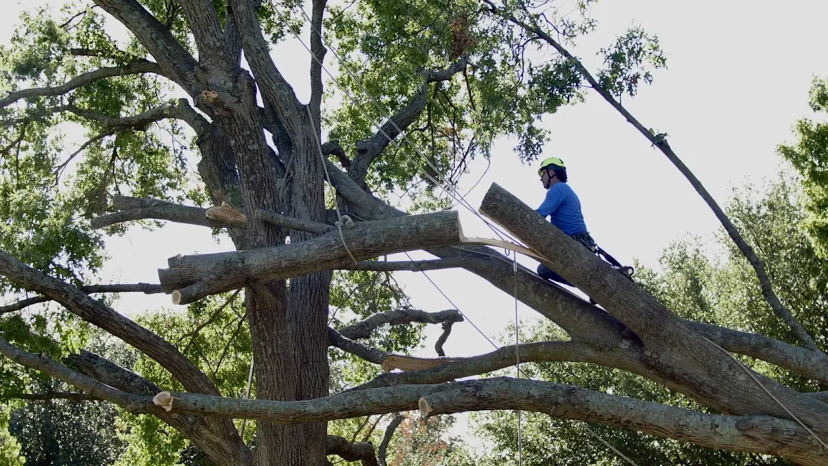 Professional Hazardous Tree Removal performed by certified arborists in Mantee